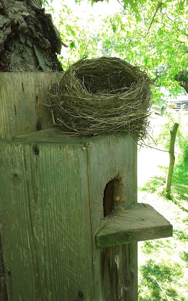 The Birds Have Had Enough