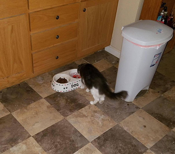 My Girlfriend's Cat Gets It