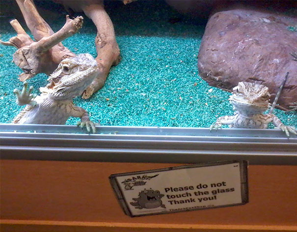 You Don't Need To Have Fur To Disobey