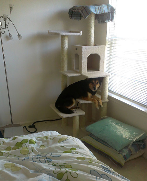 So We Bought This Cat Tower For Our Cat