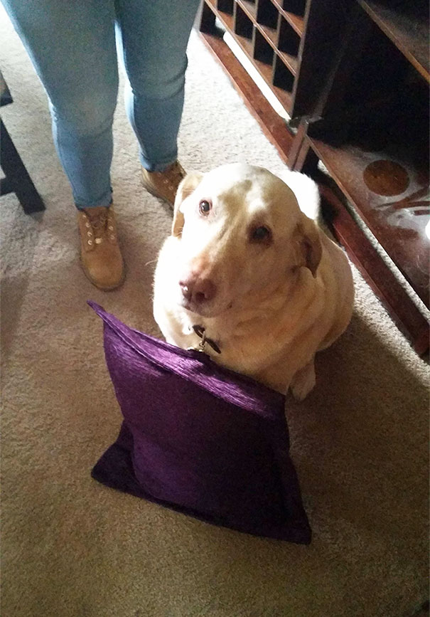 Found Something Attached To My Dog's Collar When I Got Home Today. She's Not Allowed On The Couch