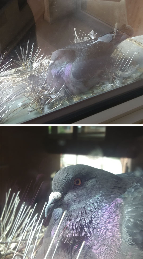 Rebellious Birb Protests Anti Birb Spikes