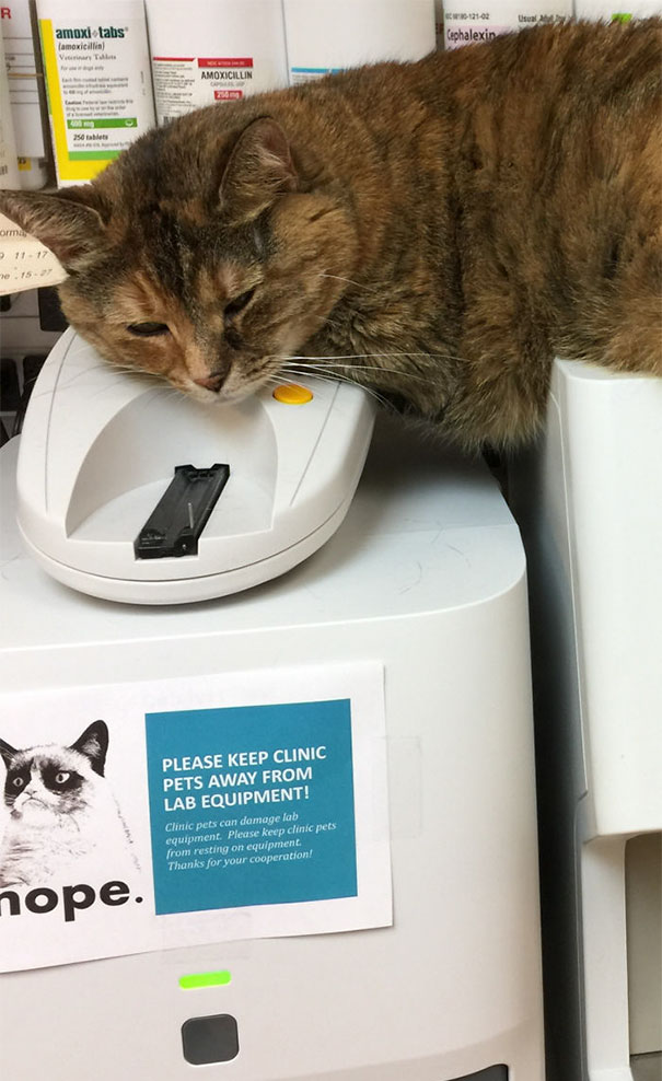 Clinic Cat Doesn’t Care About The New Sign