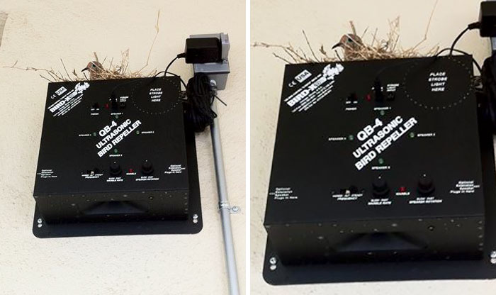 10+ Animales Geniales A Los Que No Les Importan Vuestras Estúpidas Normas