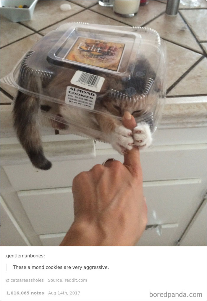 Funny-cat-pics-tumblr