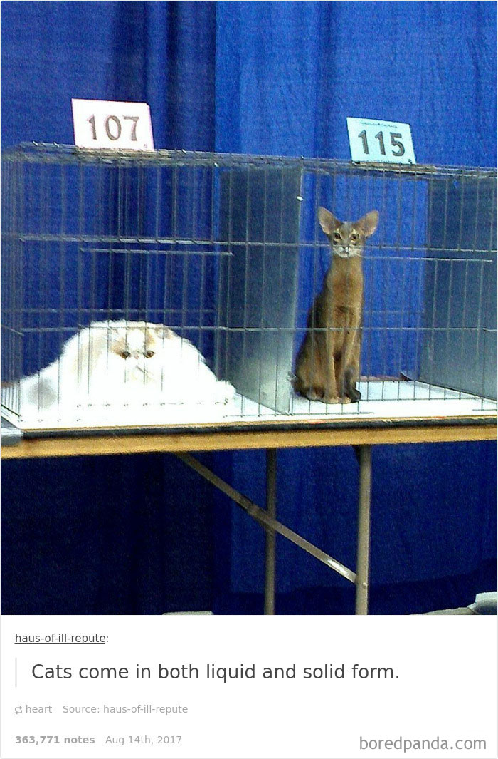 Funny-cat-pics-tumblr