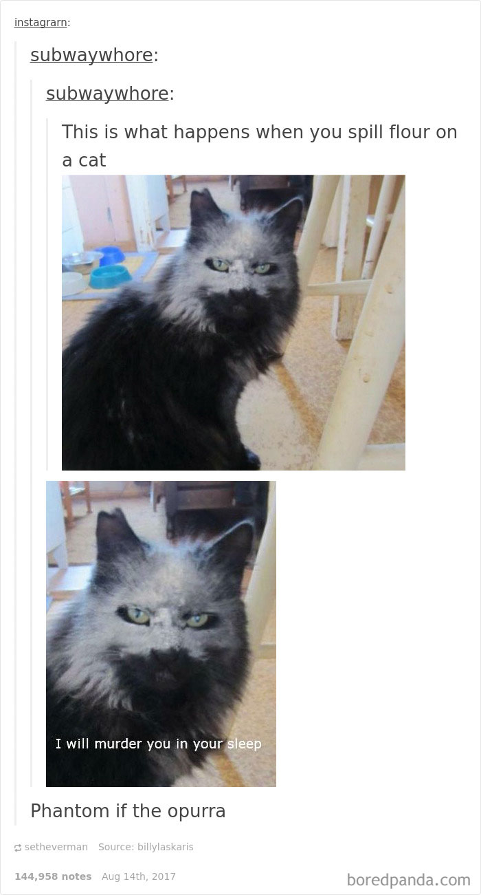 Funny-cat-pics-tumblr