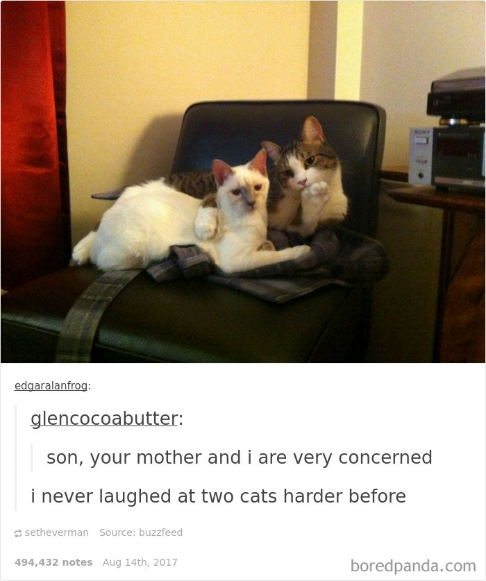 Funny-cat-pics-tumblr