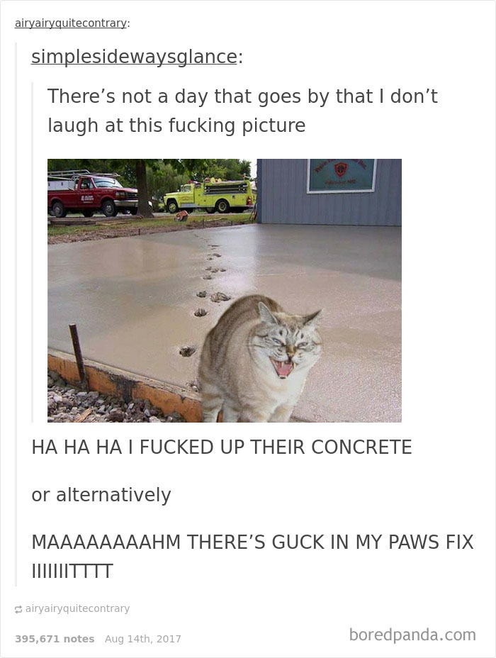 Funny-cat-pics-tumblr