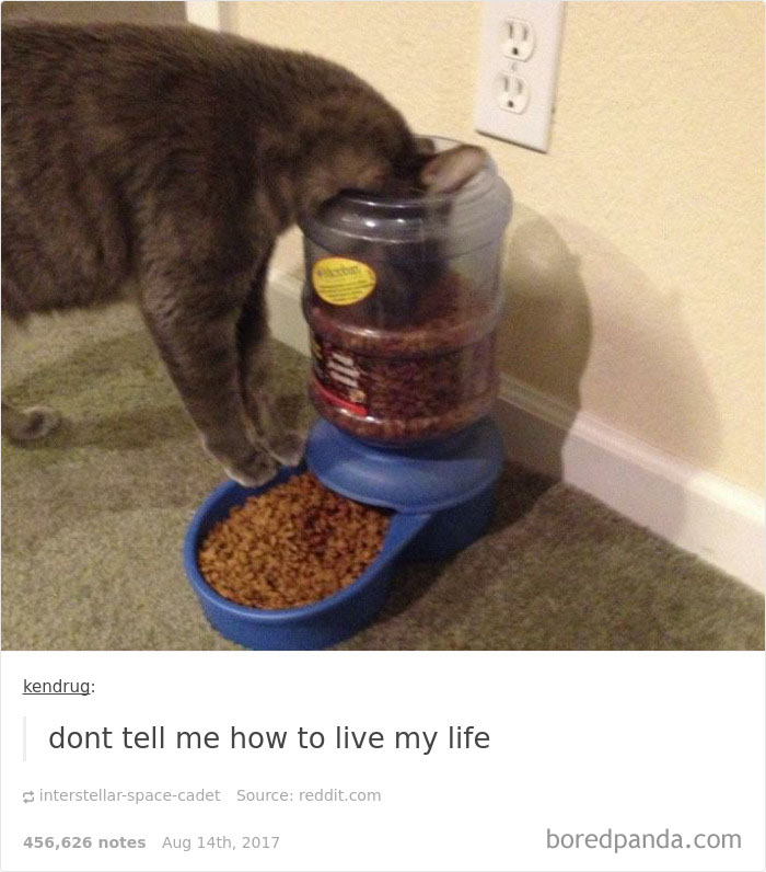 Funny-cat-pics-tumblr