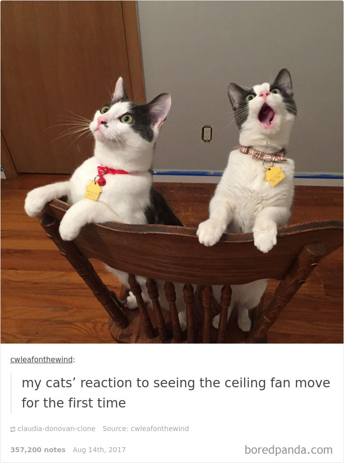 Funny-cat-pics-tumblr