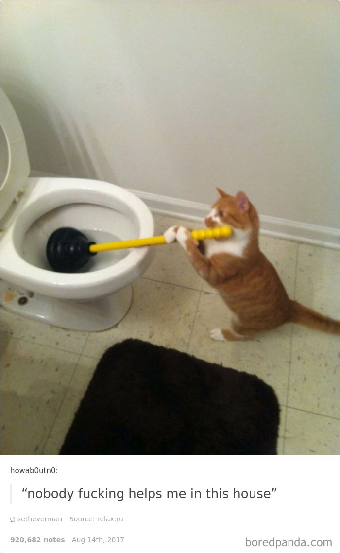Funny-cat-pics-tumblr