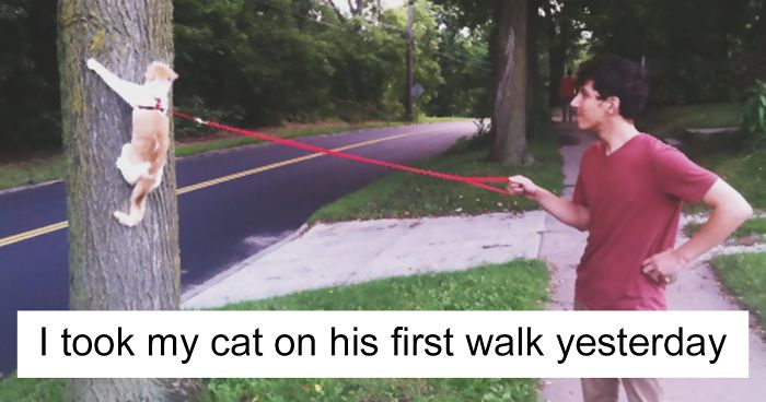 136 Cat Posts On Tumblr That Are Impossible Not To Laugh At