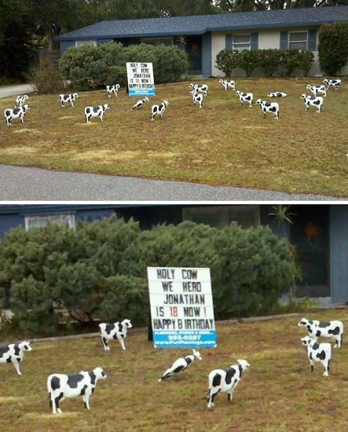 Lawn filled with cow cutouts and a birthday sign, making the neighborhood more interesting.