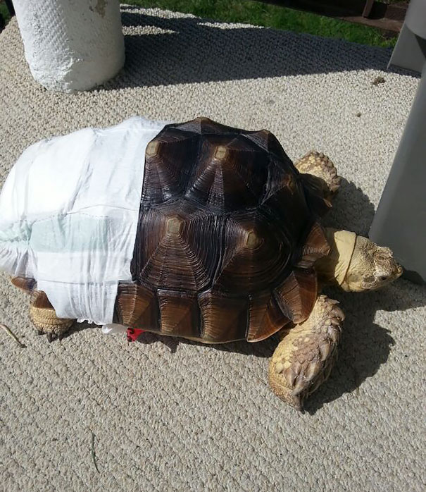Just My Neighbour's Turtle Wearing A Diaper