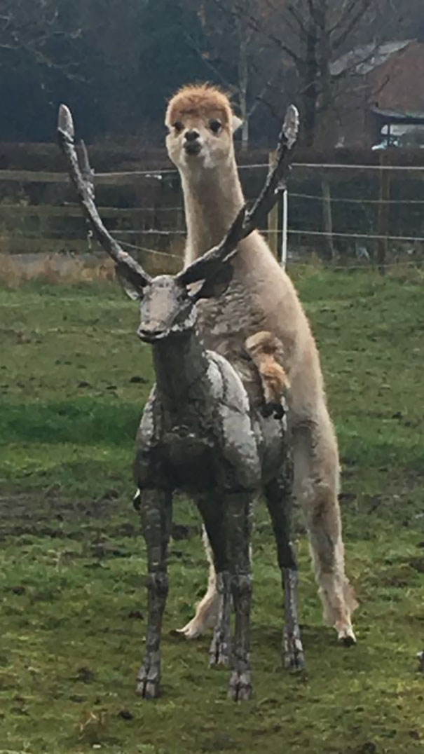 Nana Sent Me A Picture Of Her Neighbour's Alpaca Humping Their New Stag Sculpture