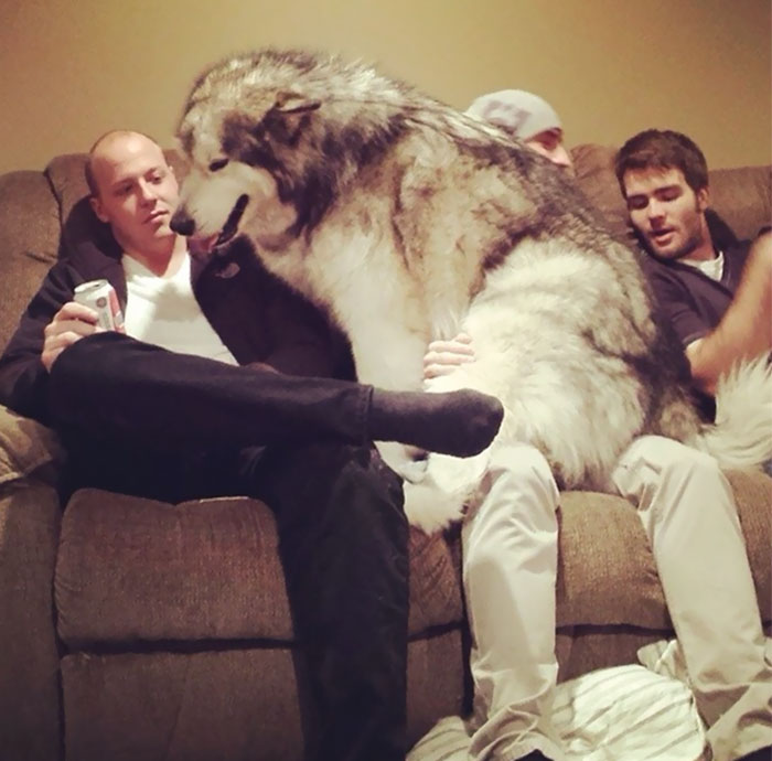 My Friends Malamute Thinks He's A Lap Dog