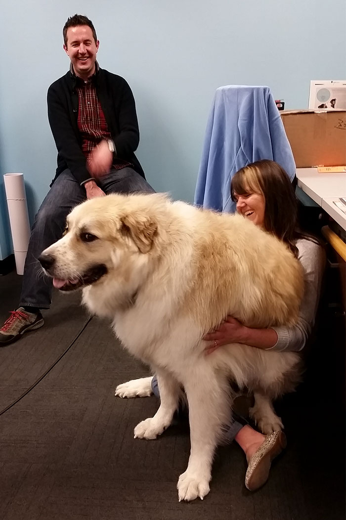 Meet Bailey, Our 130 Pound Lap Dog