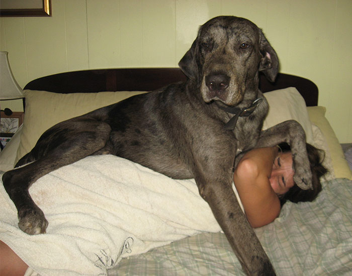 The Perks Of Owning A Great Dane Mix