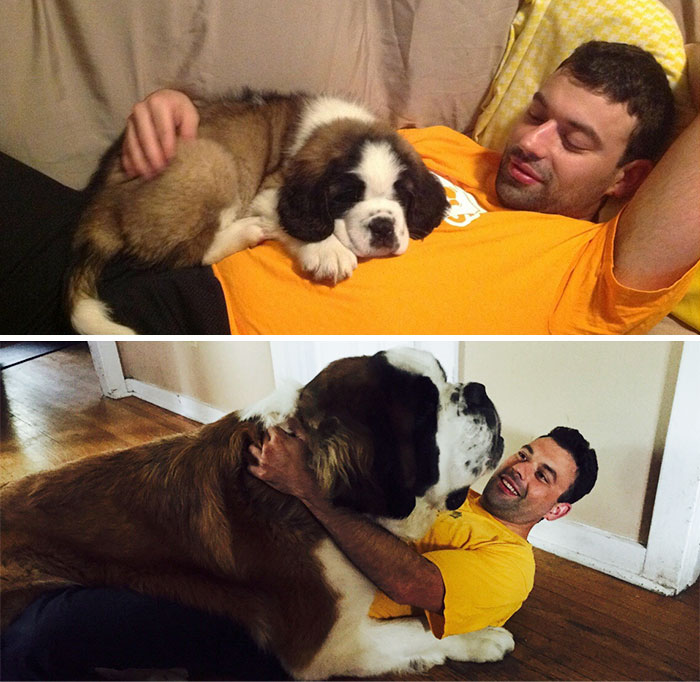 Once A Lap Dog, Always A Lap Dog