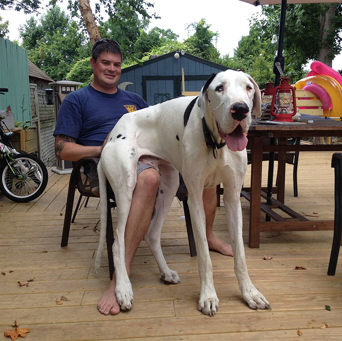He Also Thinks He's A Lap Dog And I'm 6'3" And 240 Lbs