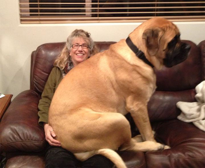 My Friend's Parent's Absurdly Large Dog