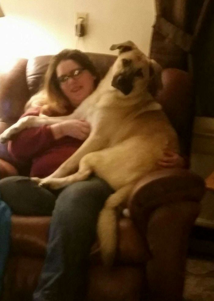 Lap Dog