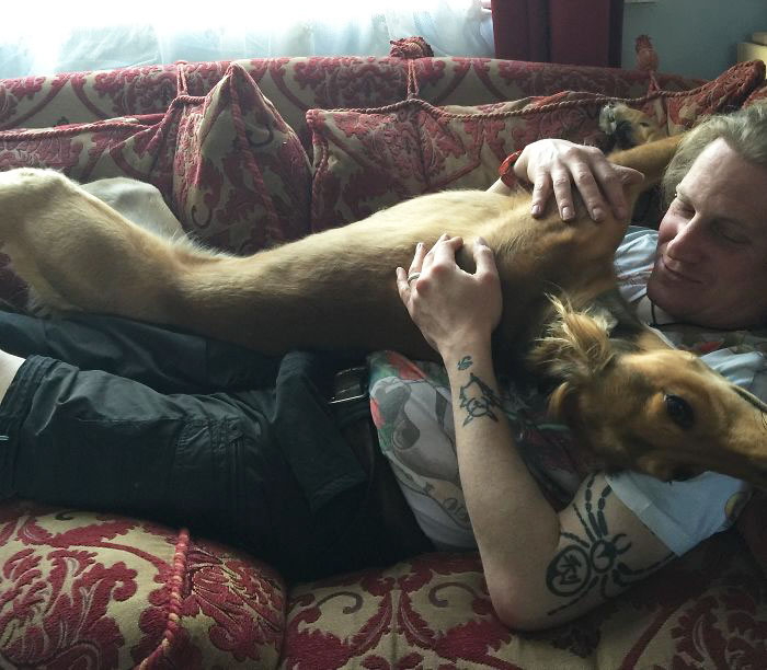 Daddy's Boy! Loki Our Saluki/Greyhound - 27 Kilos Of Cuddles!