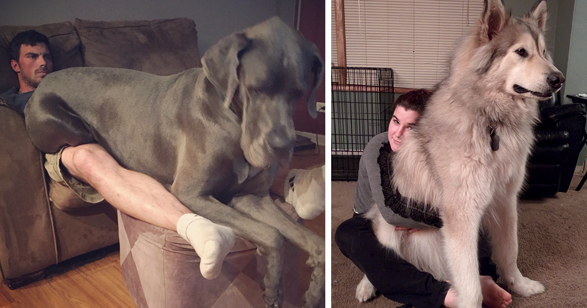 178 Dogs Who Don’t Understand How BIG They Are And Think They’re Lap Dogs (Add Yours)