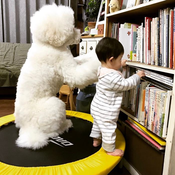 This Little Japanese Girl And Her Pet Poodle Will Make Your Day This Little Japanese Girl And Her Pet Poodle Will Make Your Day