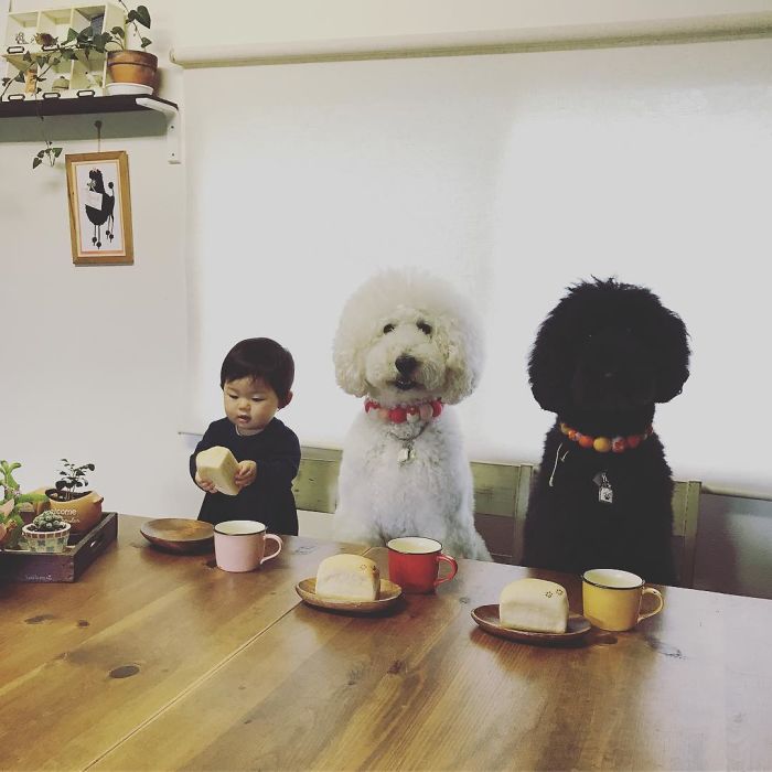 This Little Japanese Girl And Her Pet Poodle Will Make Your Day This Little Japanese Girl And Her Pet Poodle Will Make Your Day