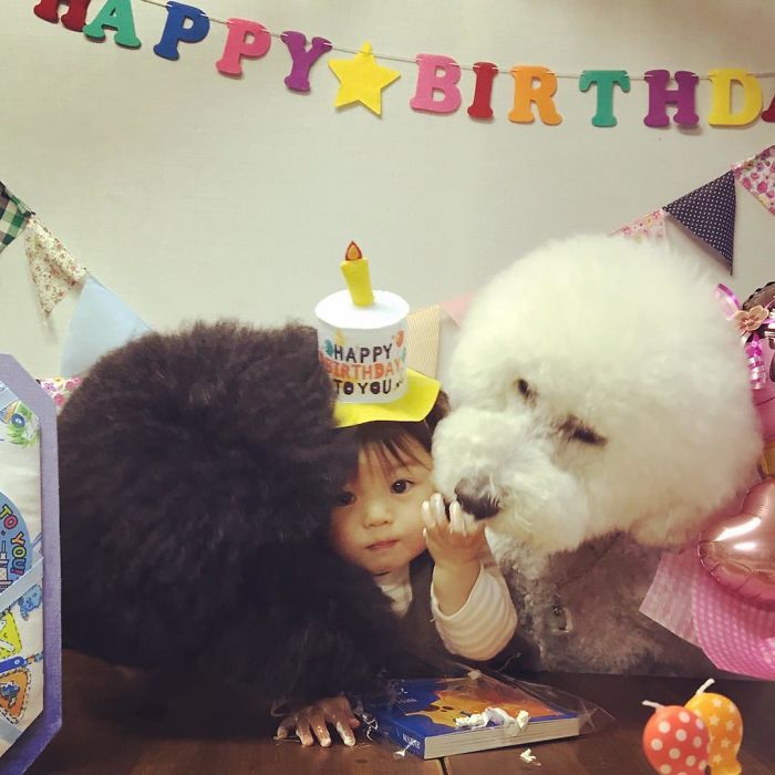 This Little Japanese Girl And Her Pet Poodle Will Make Your Day This Little Japanese Girl And Her Pet Poodle Will Make Your Day