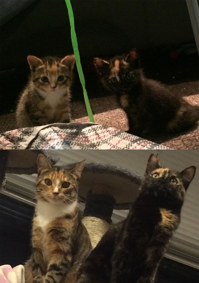 Gizmo And Smudge 3 Years On