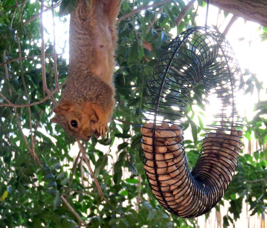 Spider-squirrel.