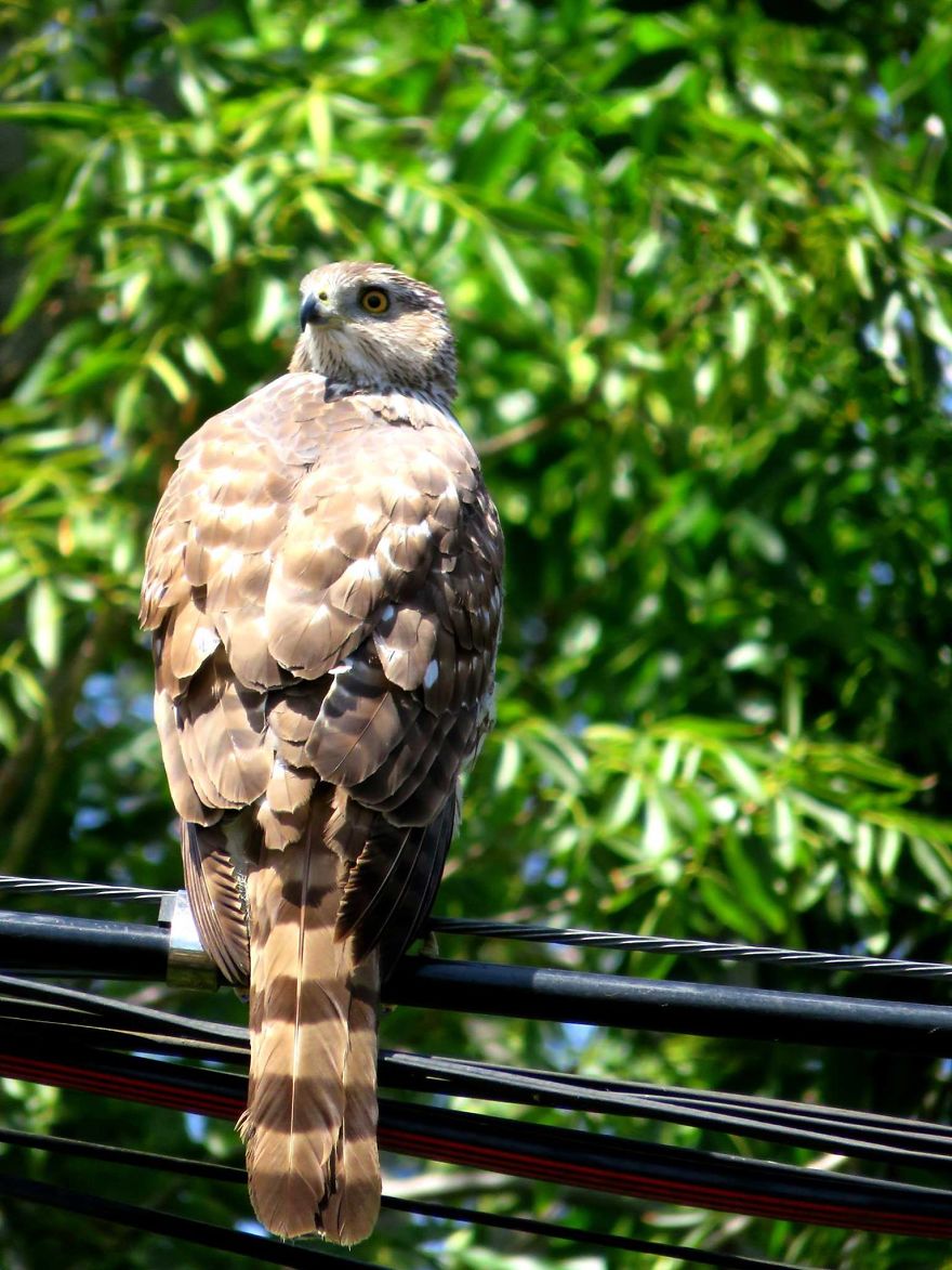 Neighborhood Cooper's Hawk.