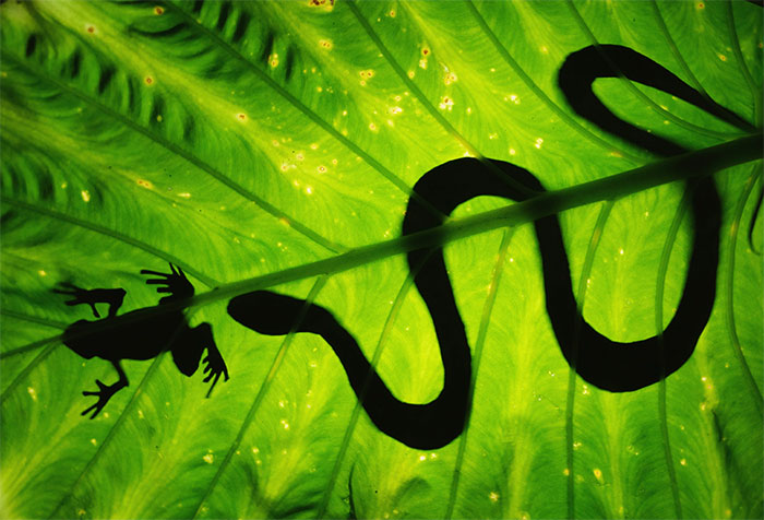 How To Do ‘Wildlife Photography’ At Home