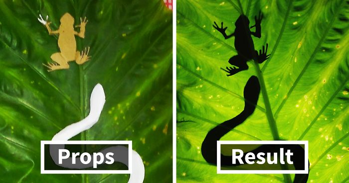 How To Do ‘Wildlife Photography’ At Home