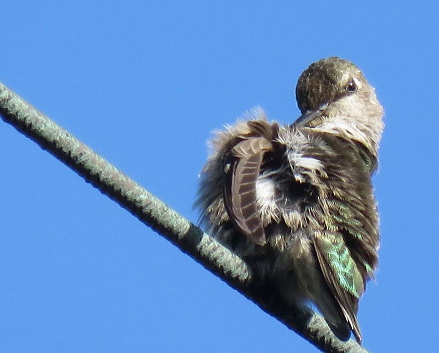 Sweet Hummingbird Giving Itself A Bath.