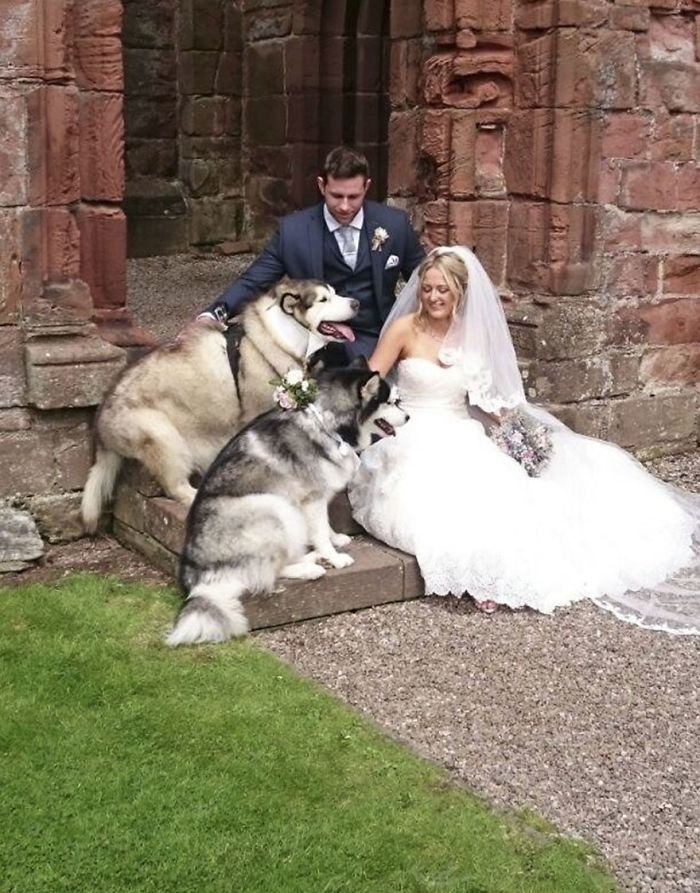 Couple Makes Their Malamutes Best Man And Maid Of Honor For Their Wedding And It's Too Cute