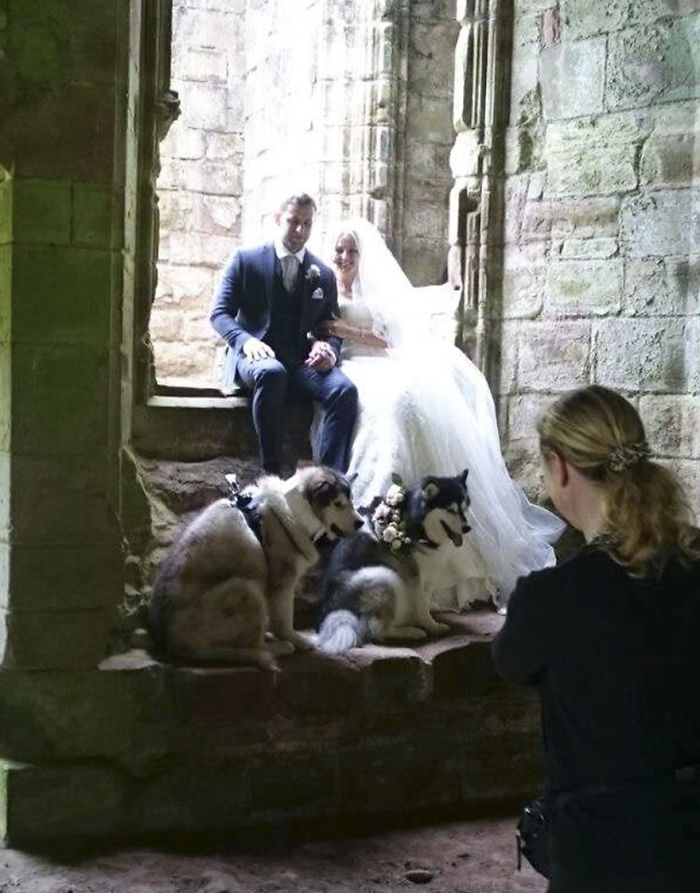 Couple Makes Their Malamutes Best Man And Maid Of Honor For Their Wedding And It's Too Cute Couple Makes Their Malamutes Best Man And Maid Of Honor For Their Wedding And It's Too Cute