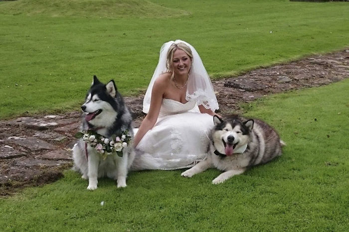 Couple Makes Their Malamutes Best Man And Maid Of Honor For Their Wedding And It's Too Cute Couple Makes Their Malamutes Best Man And Maid Of Honor For Their Wedding And It's Too Cute