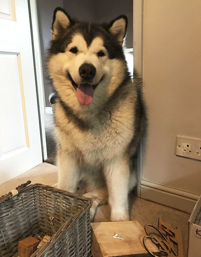 Couple Makes Their Malamutes Best Man And Maid Of Honor For Their Wedding And It's Too Cute Couple Makes Their Malamutes Best Man And Maid Of Honor For Their Wedding And It's Too Cute