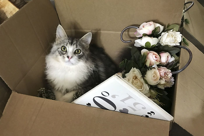 Couple Makes Their Malamutes Best Man And Maid Of Honor For Their Wedding And It's Too Cute Couple Makes Their Malamutes Best Man And Maid Of Honor For Their Wedding And It's Too Cute