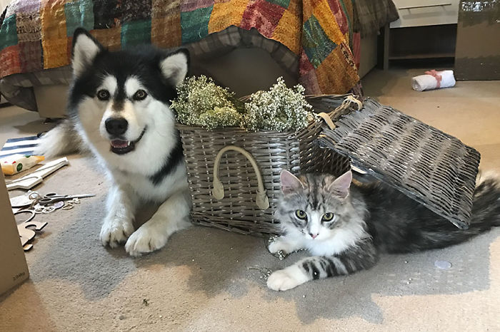 Couple Makes Their Malamutes Best Man And Maid Of Honor For Their Wedding And It's Too Cute Couple Makes Their Malamutes Best Man And Maid Of Honor For Their Wedding And It's Too Cute