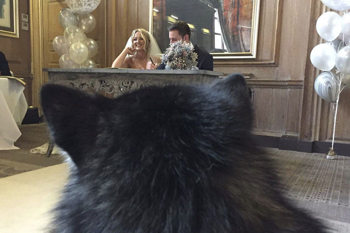 Couple Makes Their Malamutes Best Man And Maid Of Honor For Their Wedding And It's Too Cute Couple Makes Their Malamutes Best Man And Maid Of Honor For Their Wedding And It's Too Cute