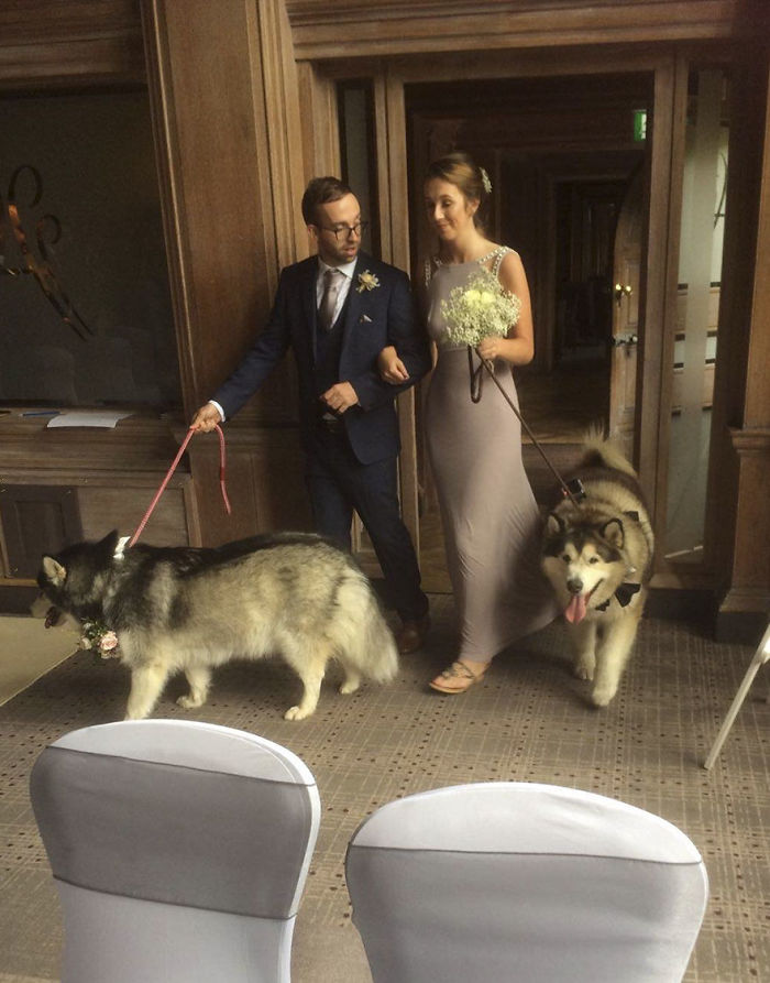 Couple Makes Their Malamutes Best Man And Maid Of Honor For Their Wedding And It's Too Cute Couple Makes Their Malamutes Best Man And Maid Of Honor For Their Wedding And It's Too Cute