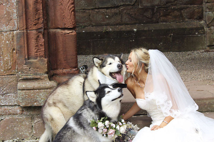 Couple Makes Their Malamutes Best Man And Maid Of Honor For Their Wedding And It's Too Cute Couple Makes Their Malamutes Best Man And Maid Of Honor For Their Wedding And It's Too Cute