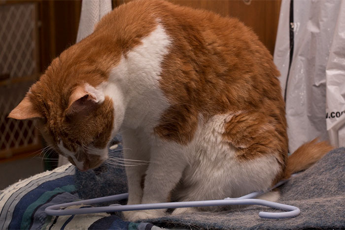 My Cat Max Heard About The "I Fit I Sits" Game. I Don't Think He Quite Gets It Yet