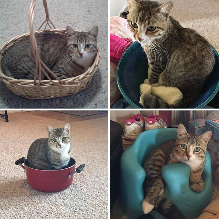 The Many Sits Of Geeky