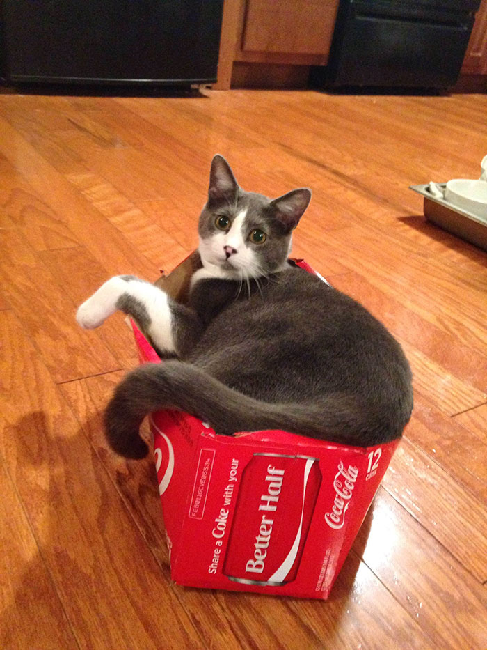 Even If I Don't Fits, I Sits